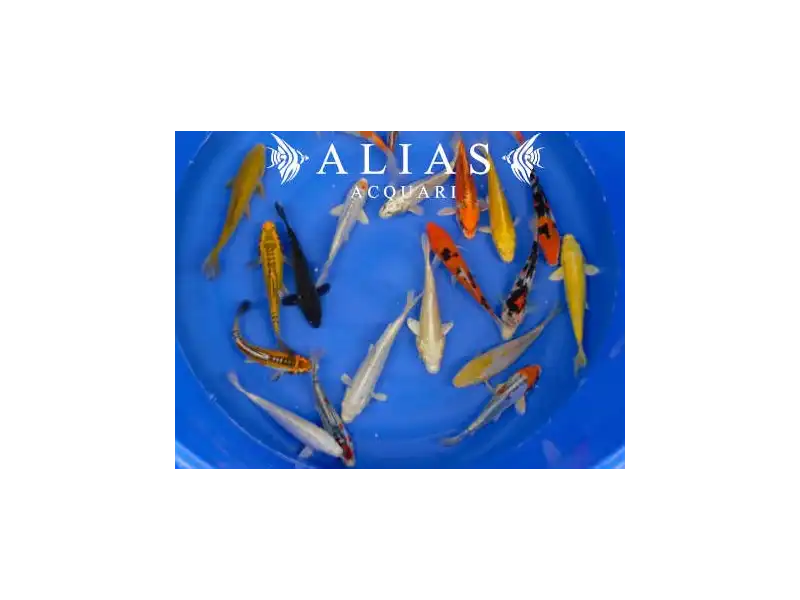 Cyprinus carp. koi euro koi A mix