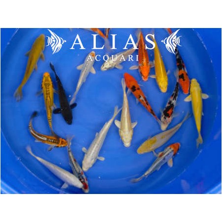 Cyprinus carp. koi euro koi A mix