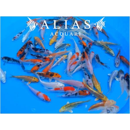 Cyprinus carp. koi euro koi B