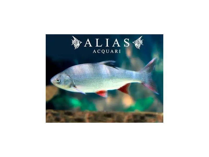 Leuciscus idus orfus blue