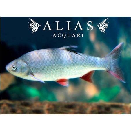 Leuciscus idus orfus blue