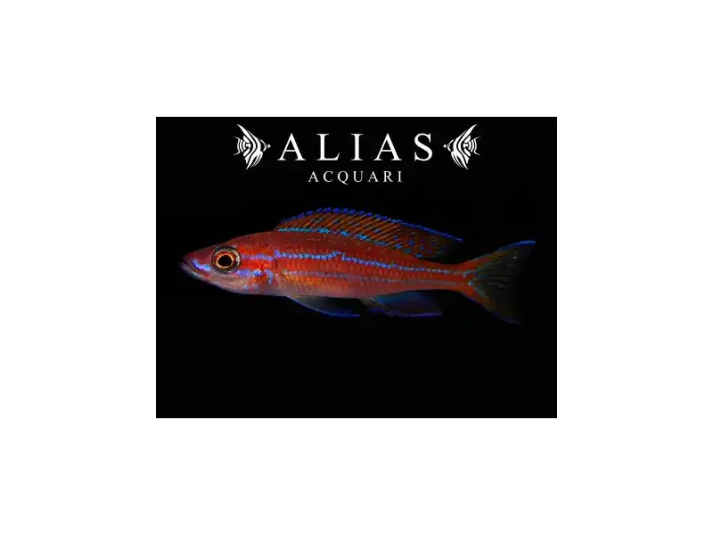 Paracyprichromis nigripinnis «Blue Neon»