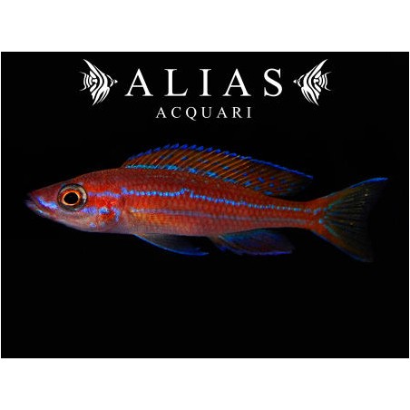 Paracyprichromis nigripinnis «Blue Neon»