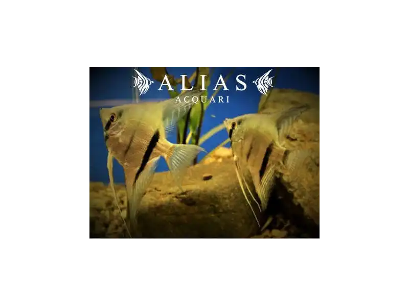 Pterophyllum scalare Rio Itaya