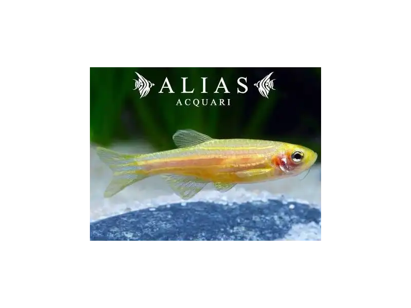 Brachydanio Rerio Gold
