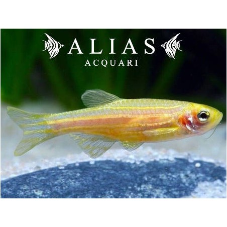 Brachydanio Rerio Gold