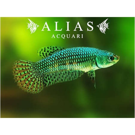 Betta splendens female Wild Alien green