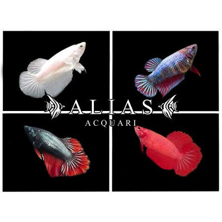 Betta splendens female Mix