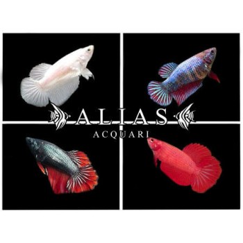 Betta splendens female Mix