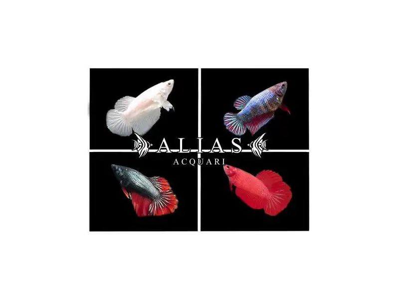 Betta splendens female Mix