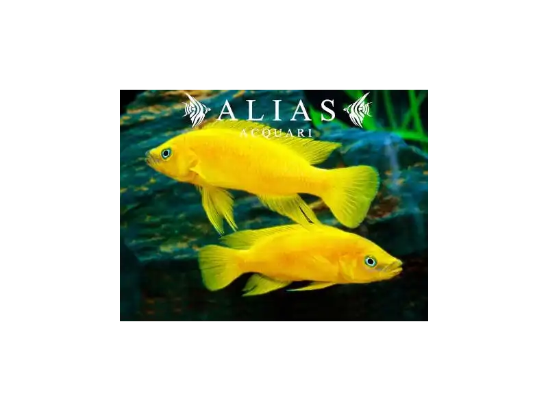 Neolamprologus leleupi