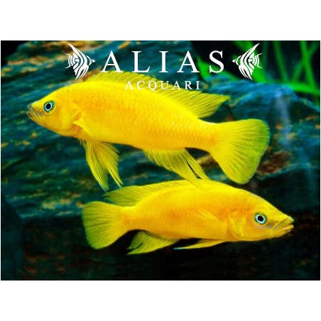 Neolamprologus leleupi