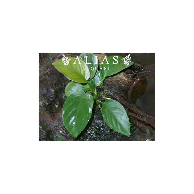 Anubias barteri broad leaf