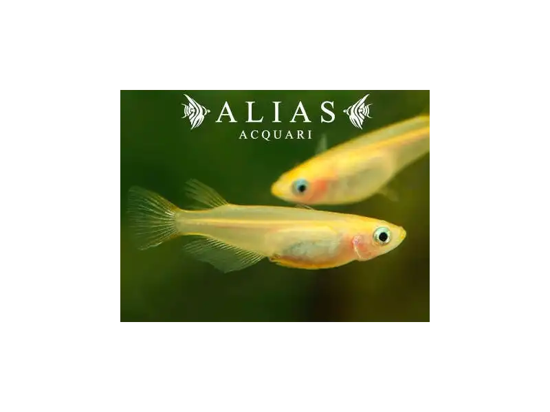 Oryzias latipes Orange (Medaka)