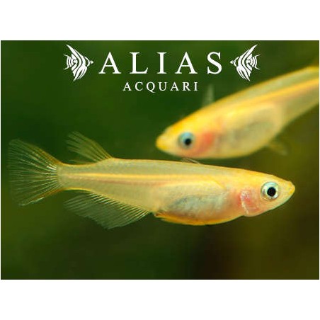 Oryzias latipes Orange (Medaka)