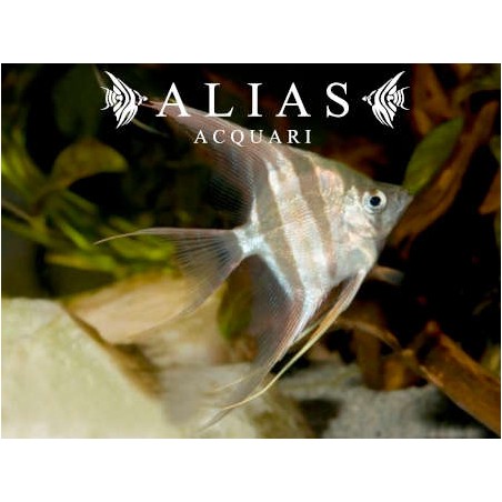 Pterophyllum scalare Altum Dantume wild form