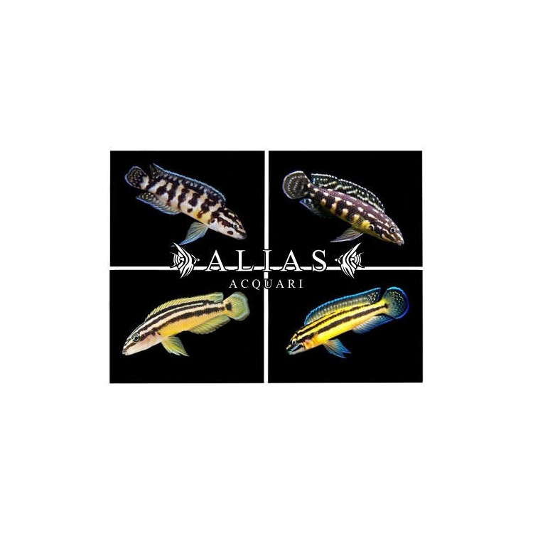 Julidochromis Mixed