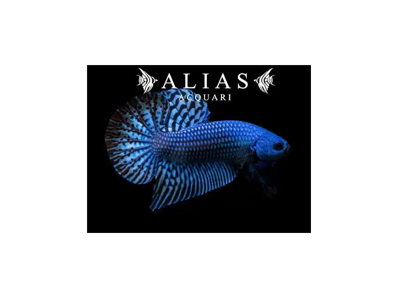 Betta splendens male Wild Alien blue