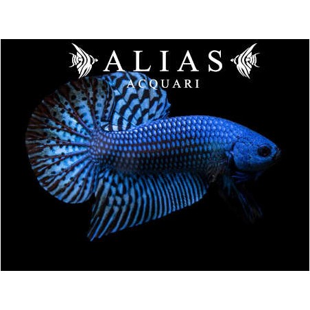 Betta splendens male Wild Alien blue
