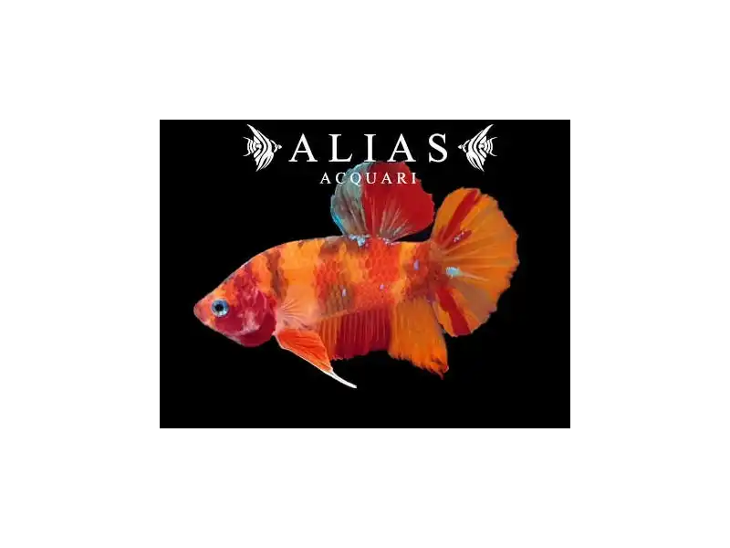 Betta splendens male Giant Nemo