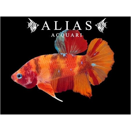 Betta splendens male Giant Nemo