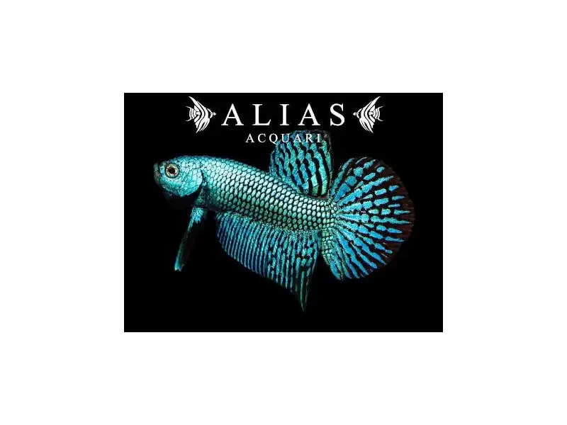 Betta splendens male Wild Alien Green