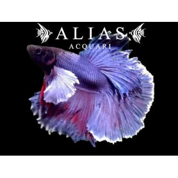 Betta splendens male Halfmoon Big ears