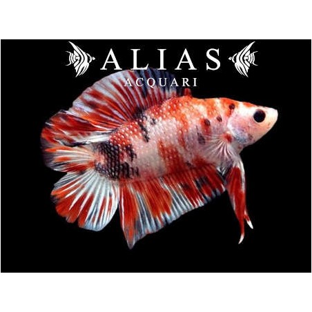 Betta splendens male Plakat double tail Koi