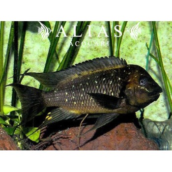 Petrochromis Trewavasae