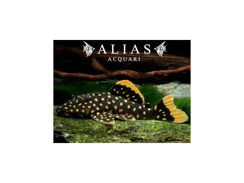 L177 Baryancistrus Xanthellus