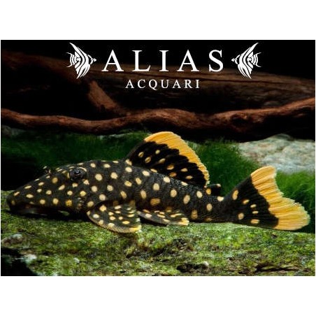 L177 Baryancistrus Xanthellus