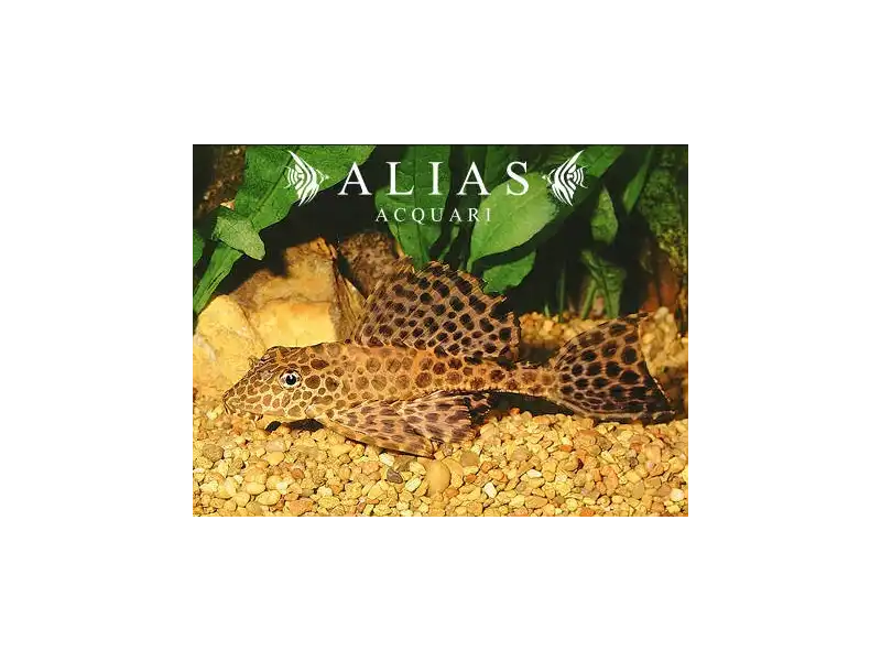 Pterygoplichthys Gibbiceps