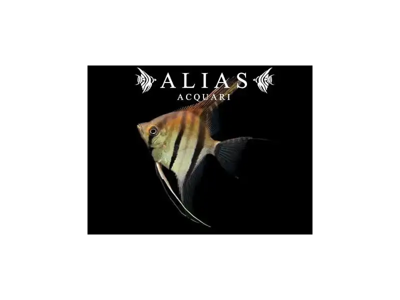 Pterophyllum scalare Manacapuru