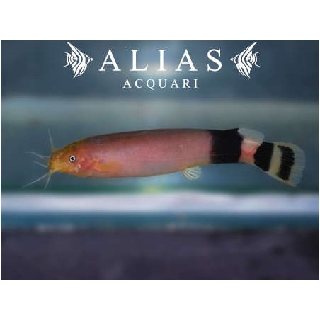 Malapterurus Electricus 8 - 10 cm