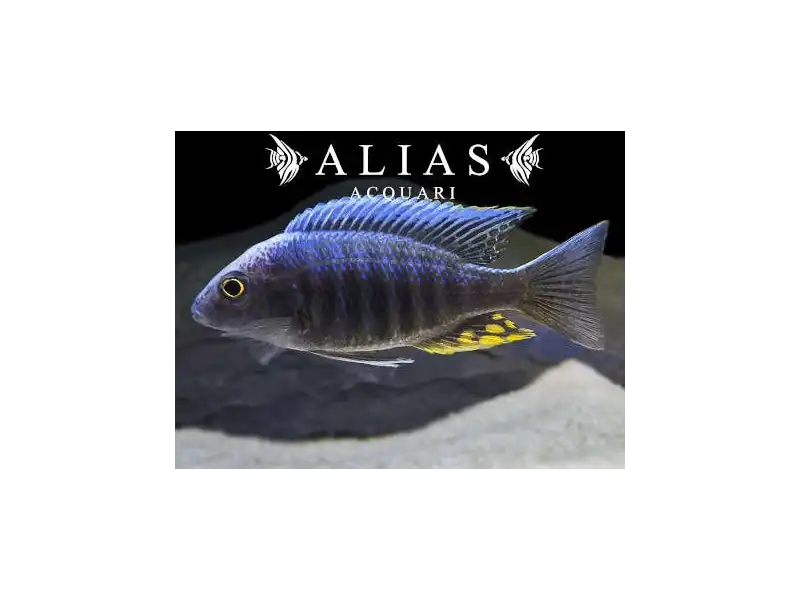 Aulonocara Candensis