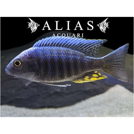 Aulonocara Candensis