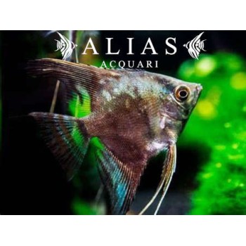 Pterophyllum scalare California