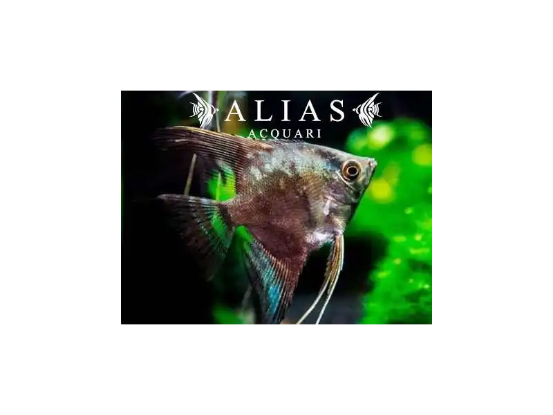Pterophyllum scalare California