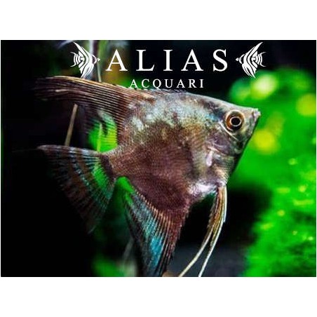 Pterophyllum scalare California