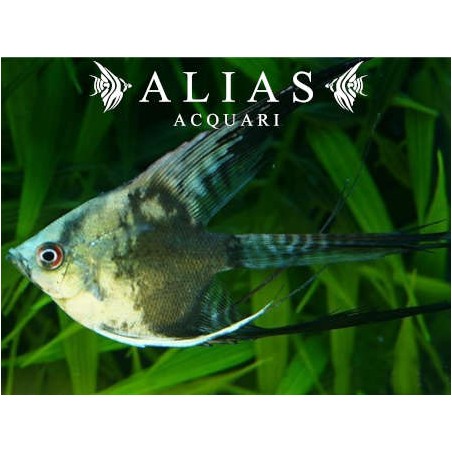 Pterophyllum scalare California long fin