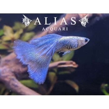 Guppy in coppia Metal Blue Lace
