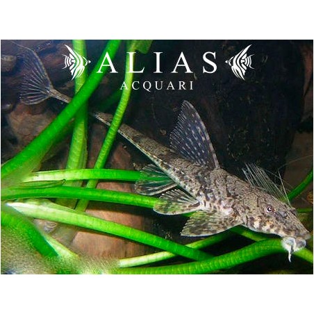 Loricaria filamentosa