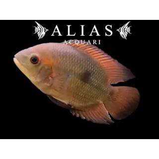 Hypselacara temporale crassa