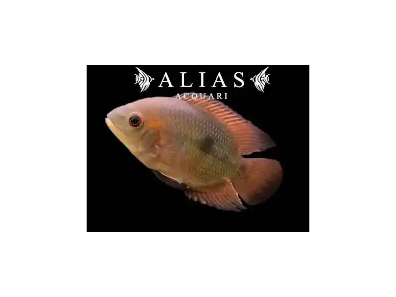 Hypselacara temporale crassa