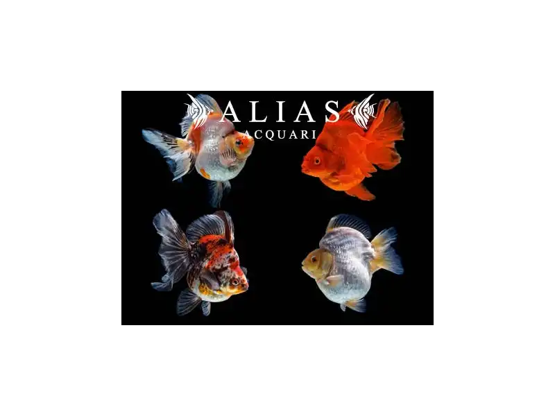 Carassius auratus Ryukin Mix