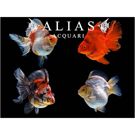 Carassius auratus Ryukin Mix