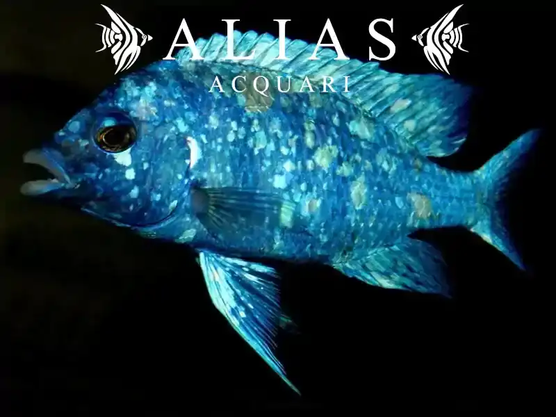 Placidochromis Phenochilus Lupingu