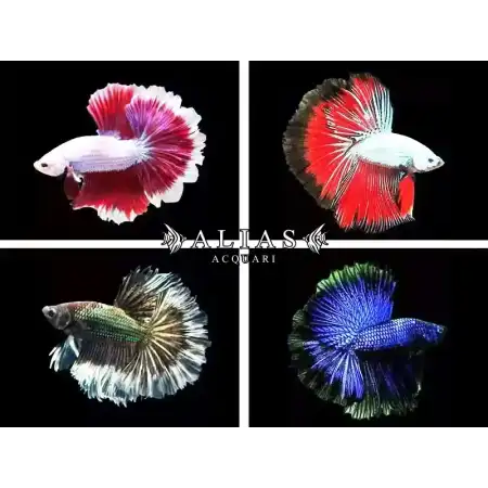 Betta Splendens Male Dragon Halfmoon Mix