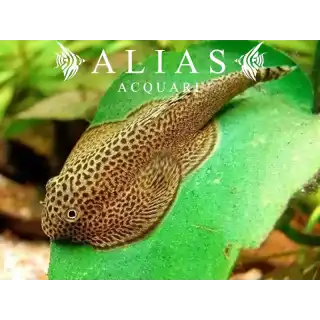 Beaufortia leveretti