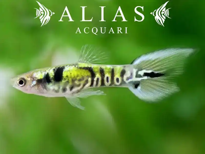 Poecilia endler male Tiger Green